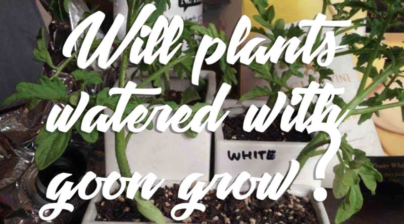 Will-Tomato-Plants-grow-if-they-are-watered-gooned-with-Goon?