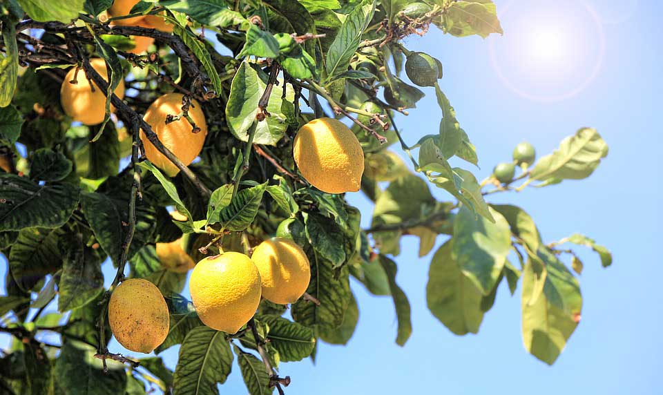Lemon Punch